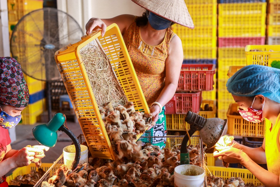 Nghề độc, lạ soi giới tính gà kiếm tiền triệu mỗi ngày - 5 Nghề độc, lạ soi giới tính gà kiếm tiền triệu mỗi ngày - 5
