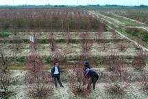 Người trồng đào ở Hải Dương có nguy cơ trắng tay, nợ nần vì Covid-19