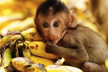 Mời bạn thử sức với bài toán “Khỉ bán chuối”