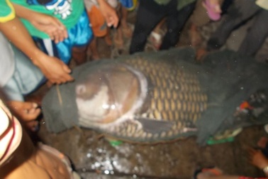 Người phụ nữ bắt được cá hô “khủng”, nặng hơn tạ