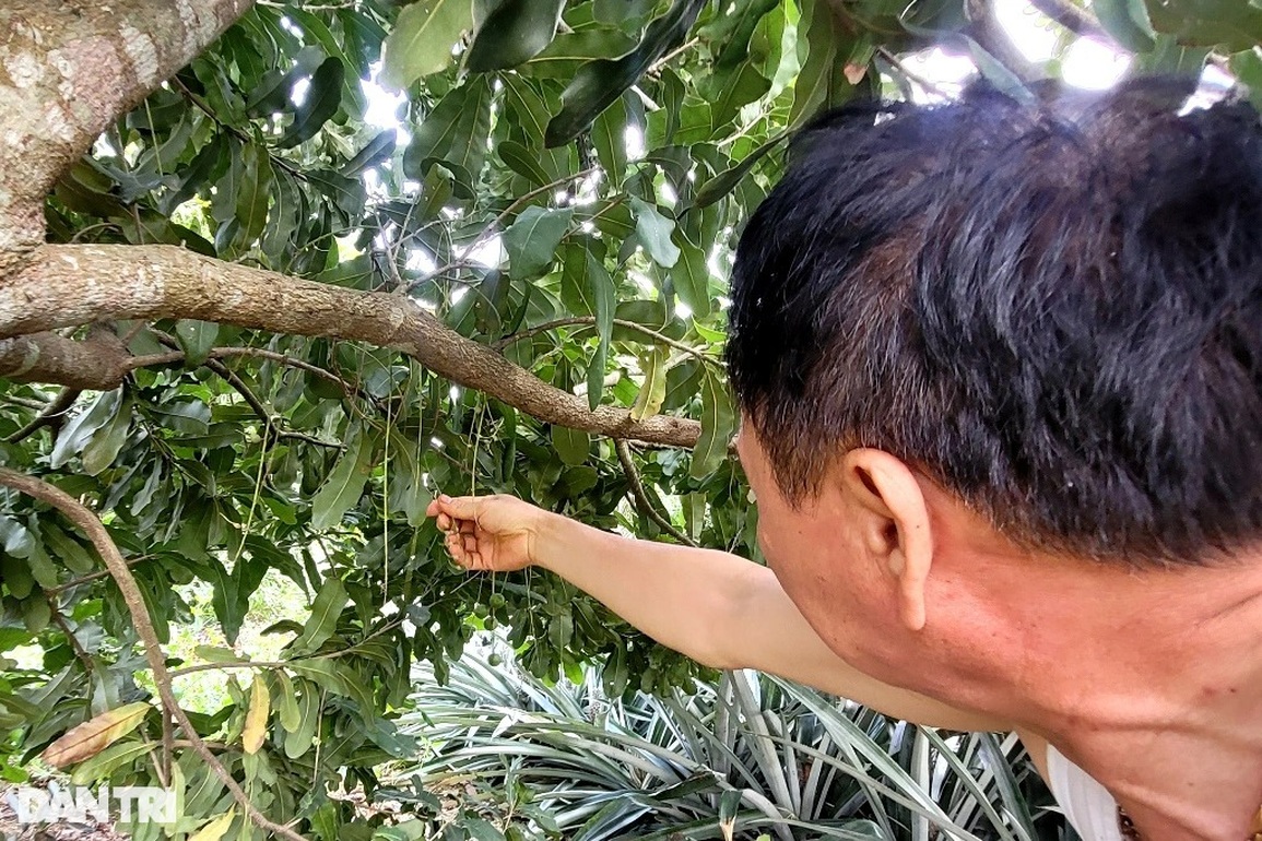Nín thở sau gần 10 năm trồng loại cây tỷ đô - 10 Nín thở sau gần 10 năm trồng loại cây tỷ đô - 10
