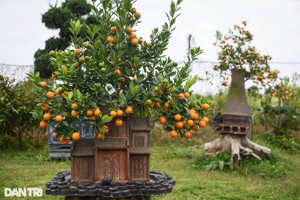 Quất bonsai trăm triệu khoe dáng bày bán tại thủ phủ trồng quất Tứ Liên - 13 Quất bonsai trăm triệu khoe dáng bày bán tại thủ phủ trồng quất Tứ Liên - 13