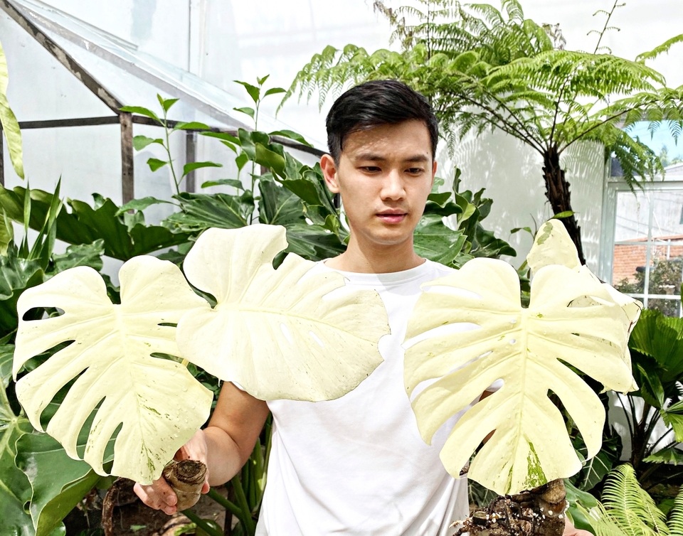 Trăm triệu đến nửa tỷ đồng 1 chiếc lá cảnh, thú lạ của dân chơi Sài Gòn - 2 Trăm triệu đến nửa tỷ đồng 1 chiếc lá cảnh, thú lạ của dân chơi Sài Gòn - 2