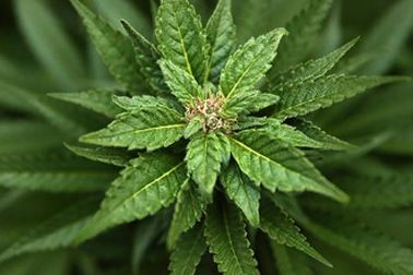 Cần sa y tế có thể hỗ trợ điều trị bệnh hen suyễn?