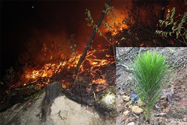 52 ha rừng bị xóa sổ trong vụ cháy lịch sử đang chuyển màu xanh tươi