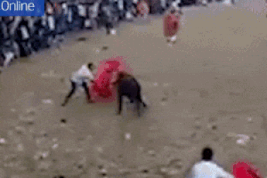 Người đàn ông thiệt mạng trong lễ hội đấu bò ngay đầu năm mới