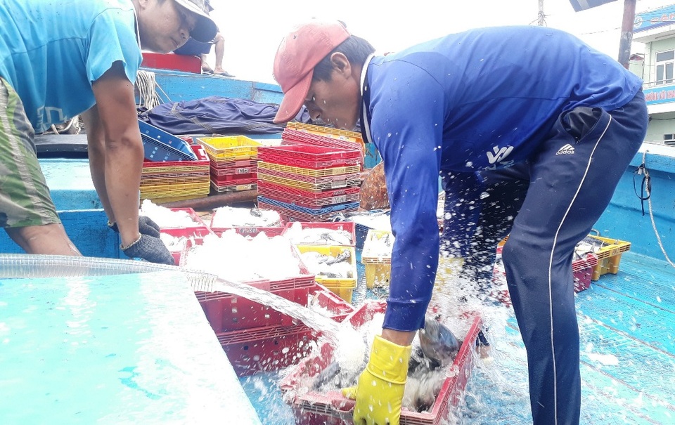 Hàng trăm tàu cá ngư dân miền Trung hối hả bán cá “chạy” bão - 4 Hàng trăm tàu cá ngư dân miền Trung hối hả bán cá “chạy” bão - 4