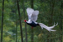 Vì sao không thể tùy tiện nuôi và nhân giống động vật quý, hiếm?