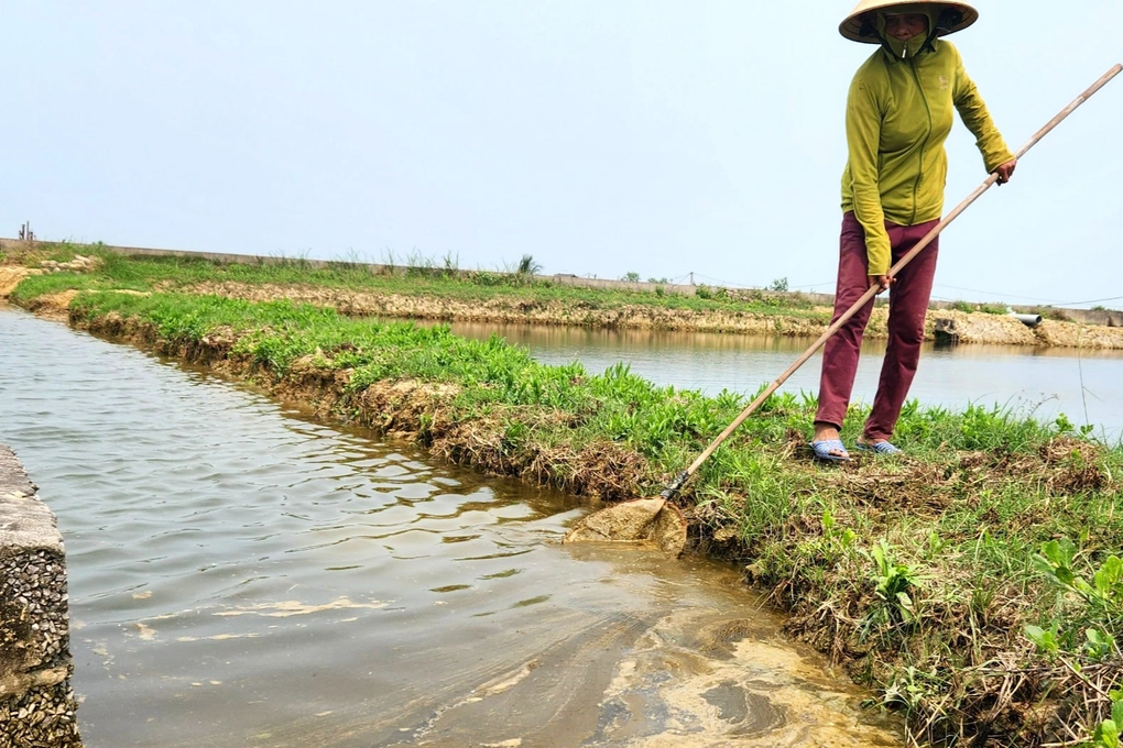 Tôm chết trắng đồng nghi nguồn nước ô nhiễm, nông dân chỉ biết kêu trời - 3 Tôm chết trắng đồng nghi nguồn nước ô nhiễm, nông dân chỉ biết kêu trời - 3