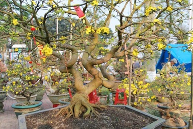 Ngắm những cây mai vàng giá hàng trăm triệu ở chợ hoa xuân
