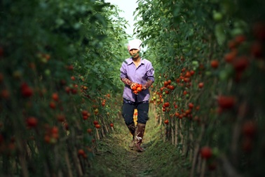 Cà chua “Mercedes”