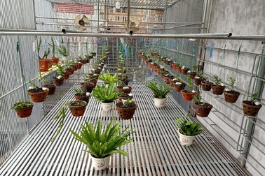 Nghệ nhân trồng lan Đinh Ngọc Chung bật mí cách để cứu lan khỏi sâu bệnh