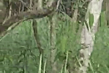 Đàn voi rừng vào nương rẫy phá hoại hoa màu của dân