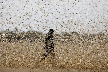 Có thể dùng radar quân sự để phát hiện châu chấu sa mạc "tấn công" Việt Nam