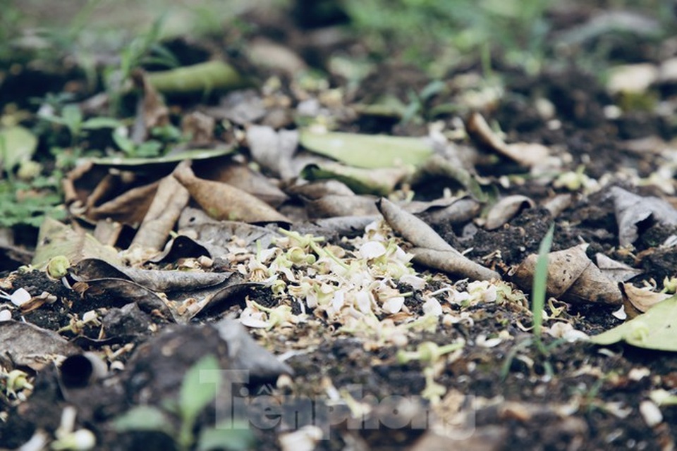 Xem nông dân Hà Tĩnh thụ phấn cho đệ nhất bưởi - 17