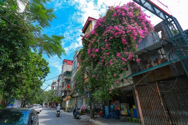 Choáng ngợp những ngôi nhà phủ kín hoa giấy, vạn người mê "độc" nhất Hà Nội