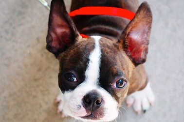 Những con chó đầu tiên của Bắc Mỹ tới từ Siberia