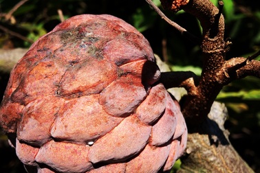 Độc, lạ quả na tím có bao nhiêu thương lái gom sạch