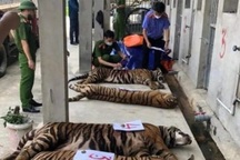 8 con hổ bị chết sau "giải cứu" ở Nghệ An dự kiến được chuyển ra Hà Nội