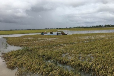 Mưa nhiều, lũ về sớm, miền Tây lên kế hoạch ứng phó