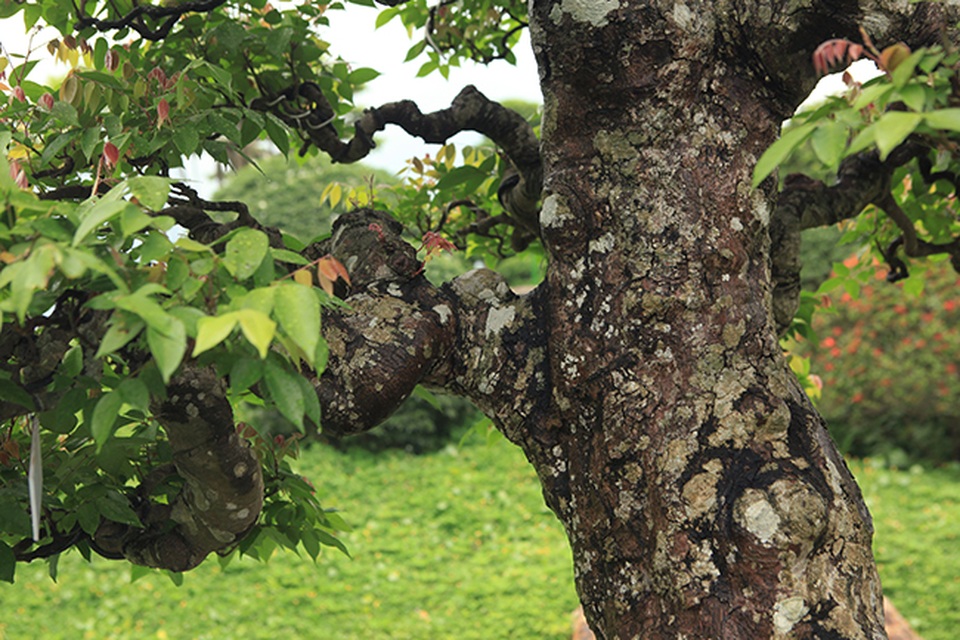 Đại gia Thái Nguyên dốc tiền khủng chơi dàn bonsai khế, coi như báu vật trong nhà - 4 Đại gia Thái Nguyên dốc tiền khủng chơi dàn bonsai khế, coi như báu vật trong nhà - 4
