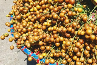 Quất hồng bì, bán chơi chơi cũng được cả tạ mỗi ngày