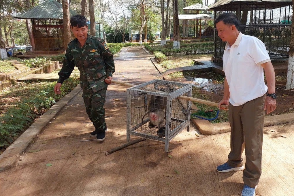 Bàn giao 14 cá thể động vật nguy cấp từ công viên để thả về rừng - 1 Bàn giao 14 cá thể động vật nguy cấp từ công viên để thả về rừng - 1