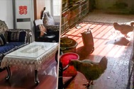Đi vắng 2 năm, chủ nhà nuốt đắng khi khách biến căn hộ thành trại gà