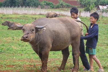 Sân golf lấy đất, cả làng bán trâu
