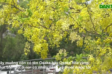 Muồng hoàng yến nở vàng rực rỡ trên đường phố Thanh Hóa