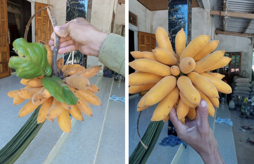 Thứ quả chỉ to hơn ngón tay, có tên lạ đời khiến nhiều người ngạc nhiên - 1 Thứ quả chỉ to hơn ngón tay, có tên lạ đời khiến nhiều người ngạc nhiên - 1
