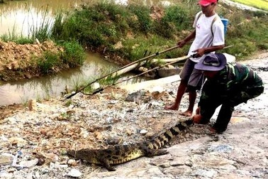 Cá sấu “đi lạc” nằm phơi nắng bên QL1A