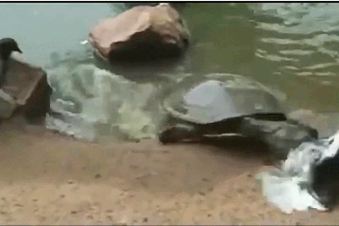 Khó tin cảnh rùa chậm chạp đớp gọn chim bồ câu trong chớp mắt