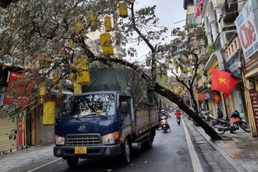 Cây trên phố cổ Hà Nội bật gốc đè trúng xe tải