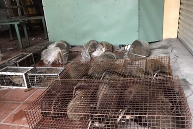 Phát hiện xe ô tô vận chuyển Cầy hương trị giá hàng trăm triệu đồng