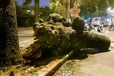 Hà Nội: Xà cừ cổ thụ gãy ngang thân, đổ giữa đường Hoàng Diệu