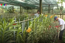 TT- Huế: Làng hoa truyền thống vào vụ Tết