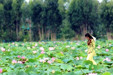 Đồng Sen Tháp Mười miễn phí vé tham quan đến giữa tháng 8