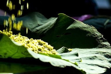 Mùa của cốm Làng Vòng Hà Nội