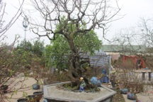 Chiêm ngưỡng cây đào phai có giá 200 triệu đồng