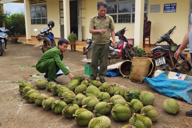 Bị công an bắt quả tang khi đang cắt trộm sầu riêng