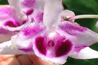 Vườn lan bạc tỷ của ông “vua chơi hoa” ở Hà Nội