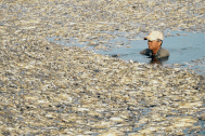 Người dân khốn khổ vì hàng trăm tấn cá chết bốc mùi ở Đồng Nai