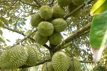 Thạc sĩ loại giỏi về quê làm vườn, kiếm tiền tỷ vẫn bị nói "phí bằng cấp"