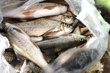 Cá chết bất thường nổi rải rác gần 4km mặt sông ở Quảng Nam