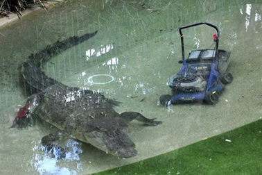 Cá sấu trộm máy cắt cỏ