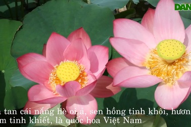 Ngắm cánh đồng sen hồng gần Hội An