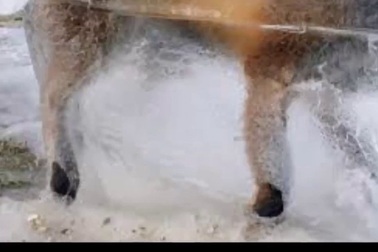 Thợ săn mang xác cáo bị đông cứng trong băng giá về trưng bày