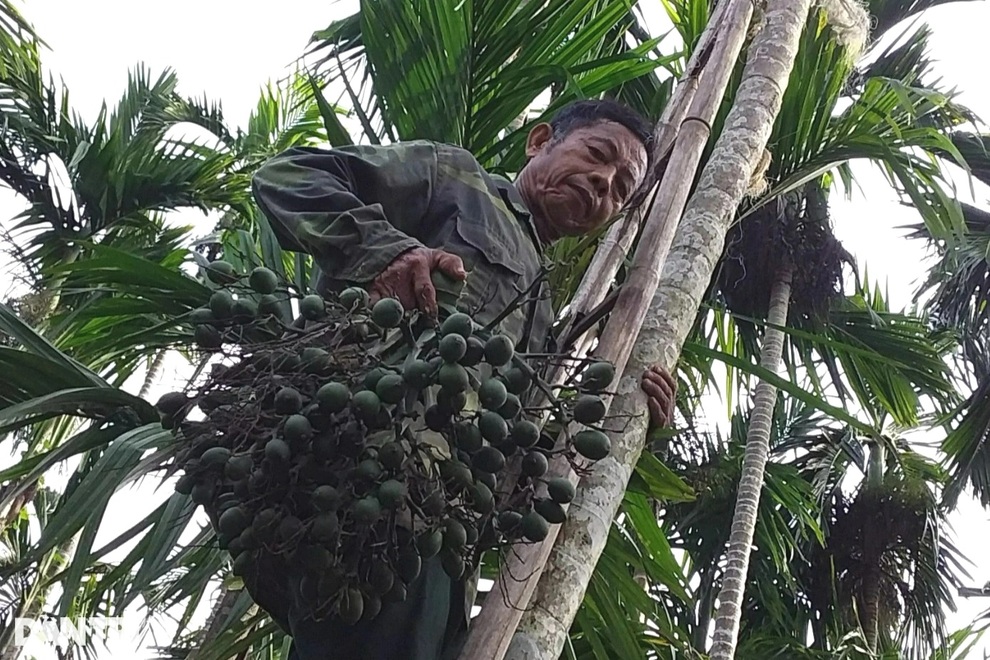 Bỏ túi hàng trăm triệu đồng từ vườn cau xứ Thanh Chương, Nghệ An - 3 Bỏ túi hàng trăm triệu đồng từ vườn cau xứ Thanh Chương, Nghệ An - 3