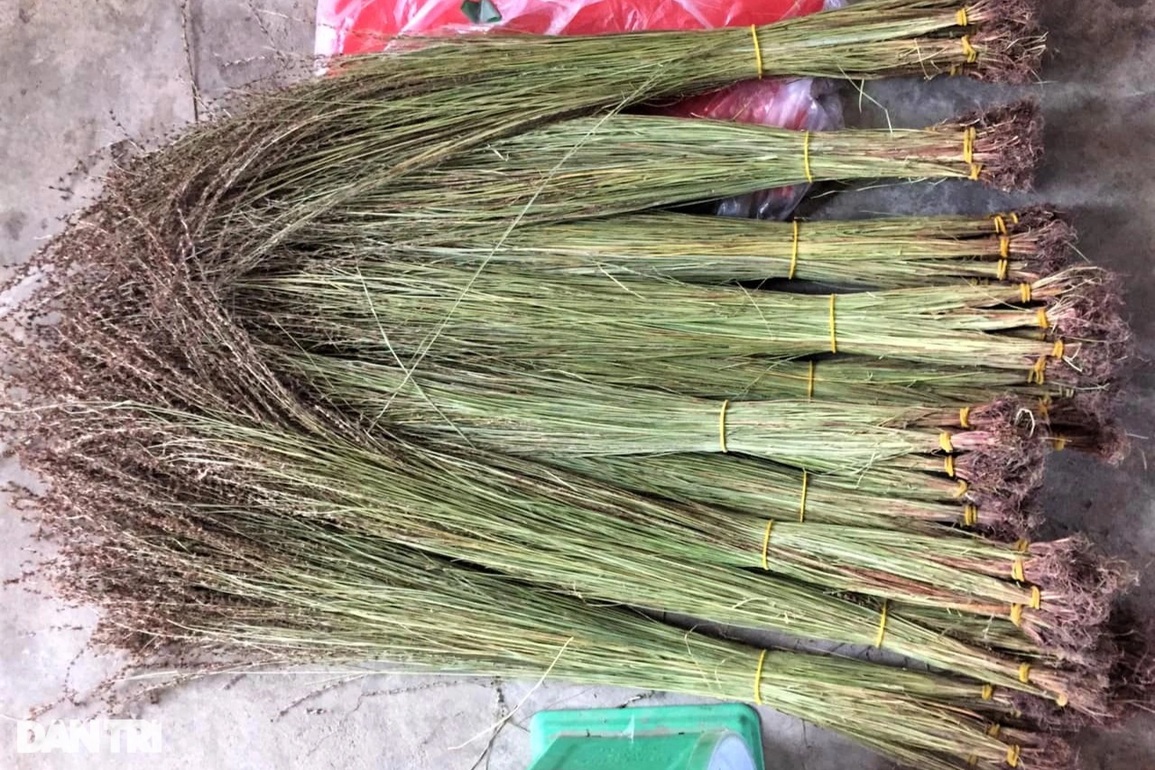 Băng rừng tìm loại cỏ thơm, chế biến thành món đặc sản kiếm lãi tiền triệu - 1 Băng rừng tìm loại cỏ thơm, chế biến thành món đặc sản kiếm lãi tiền triệu - 1